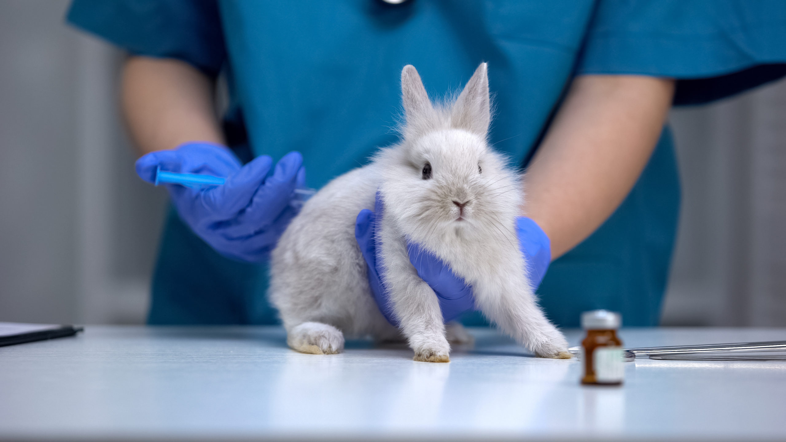 animal-testing-a-look-at-our-cruelty-free-investment-screens